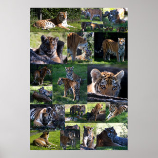 Calgary Zoo Tiger with Cubs Poster