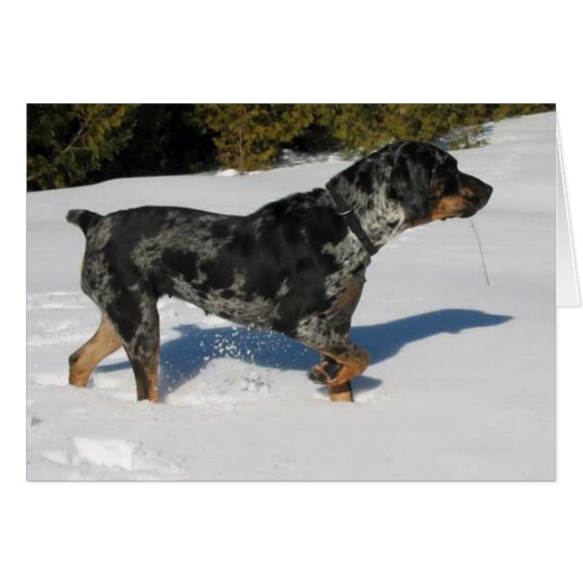 Cali (Devant horizontal)