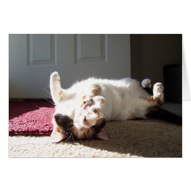 Calico (Vorderseite (Horizontal))