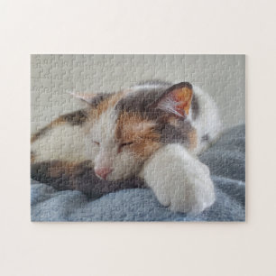 Calico Cat
