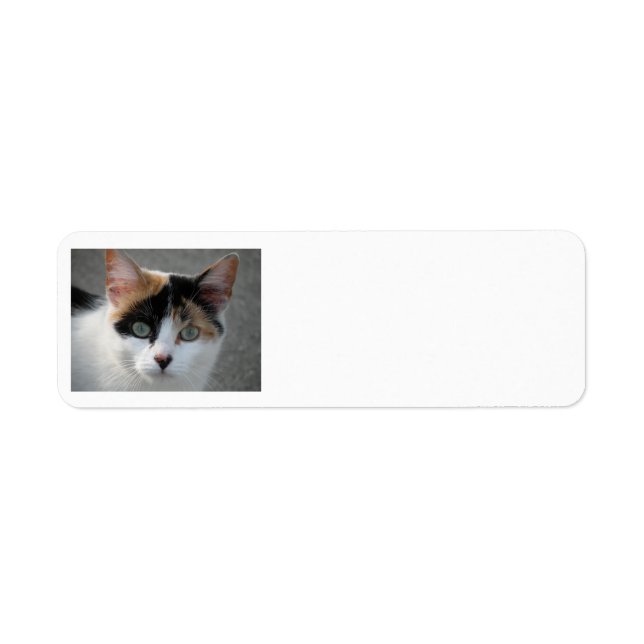 Calico Cat-Adressetiketten (Vorne)