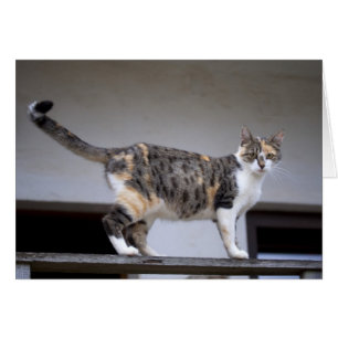 Calico Cat au balcon