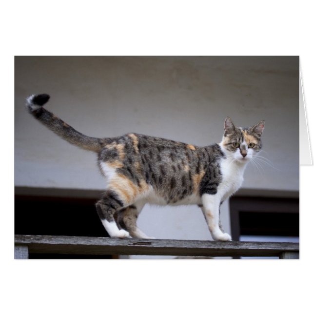Calico Cat auf dem Balkon (Vorderseite (Horizontal))