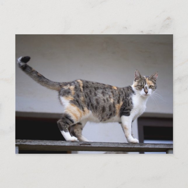 Calico Cat auf dem Balkon Postkarte (Vorderseite)