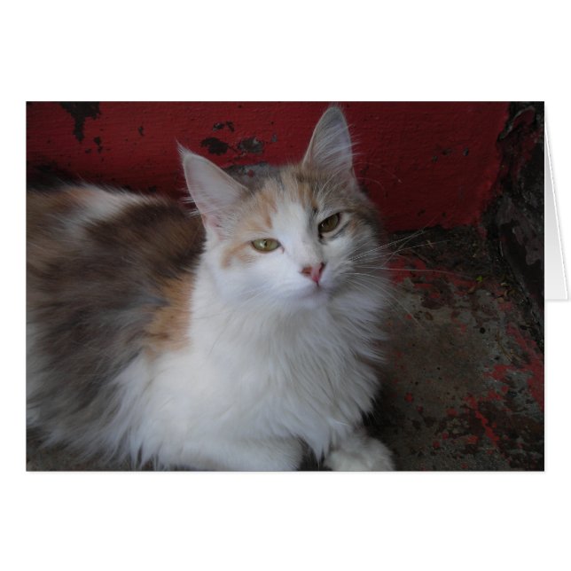 Calico Cat Card (Vorderseite (Horizontal))