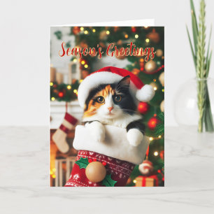 Calico Cat dans une carte de stockage de Noël