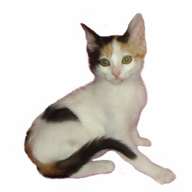 Calico Cat Foto Skulptur (Vorne)