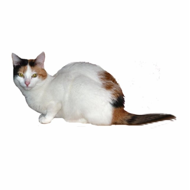 Calico Cat Fotoskulptur Schlüsselanhänger (Vorne)