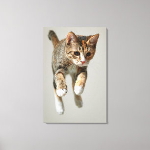 Calico Cat Jumping Leinwanddruck