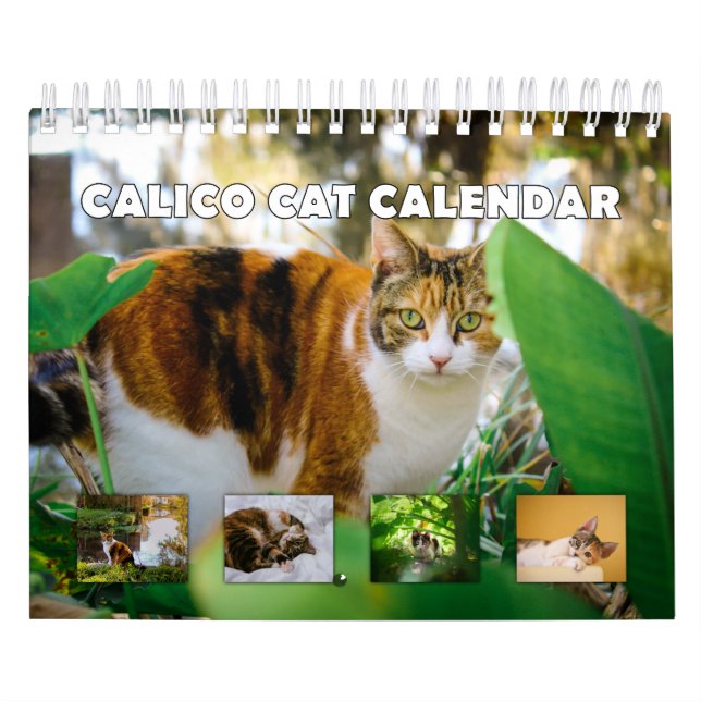 Calico Cat Kalender (Titelbild)