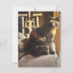 Calico Cat Postkarte