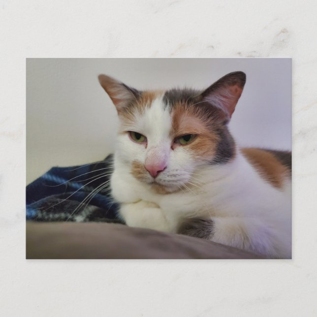 Calico Cat Postkarte (Vorderseite)