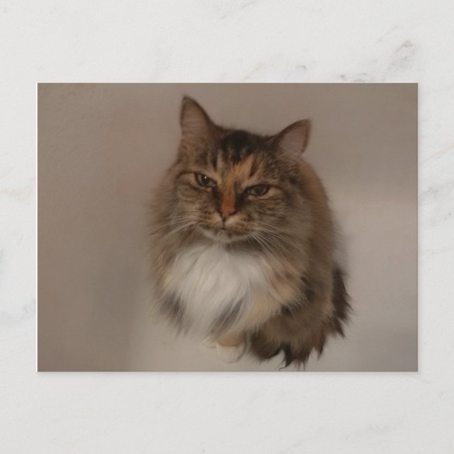 Calico Cat Postkarte (Vorderseite)