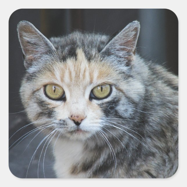 Calico Cat Stickers (Vorderseite)