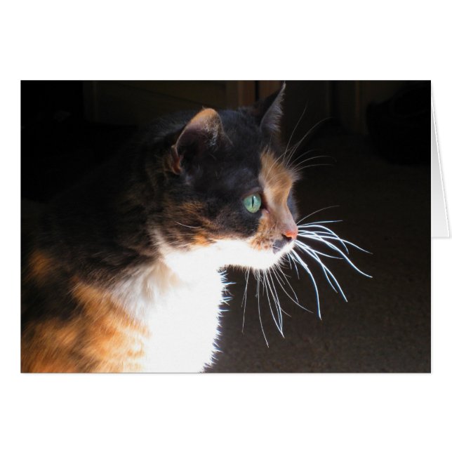 Calico Cat Whiskers (Vorderseite (Horizontal))