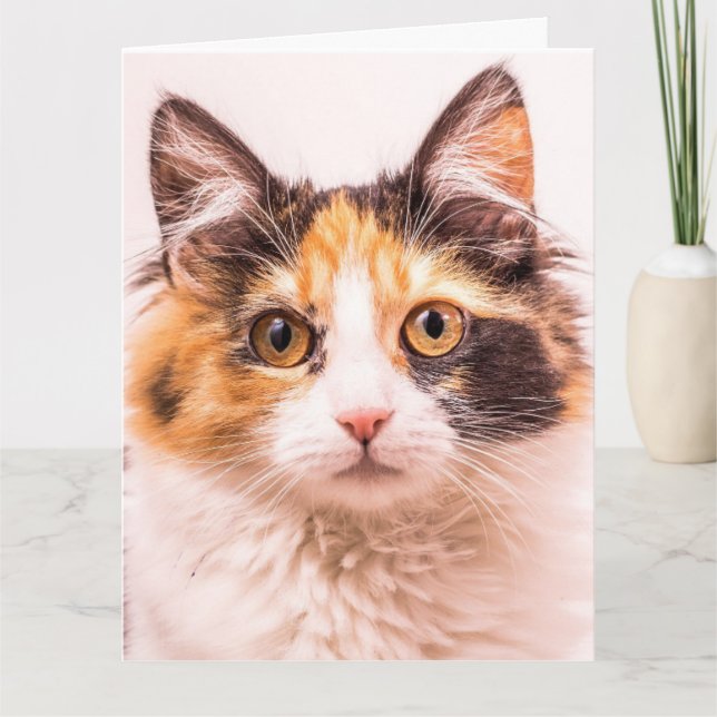 CALICO CUTE CAT CARTE DE SALUT D'ANNIVERSAIRE (Devant)