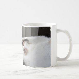 Calico dort dans la tasse au soleil