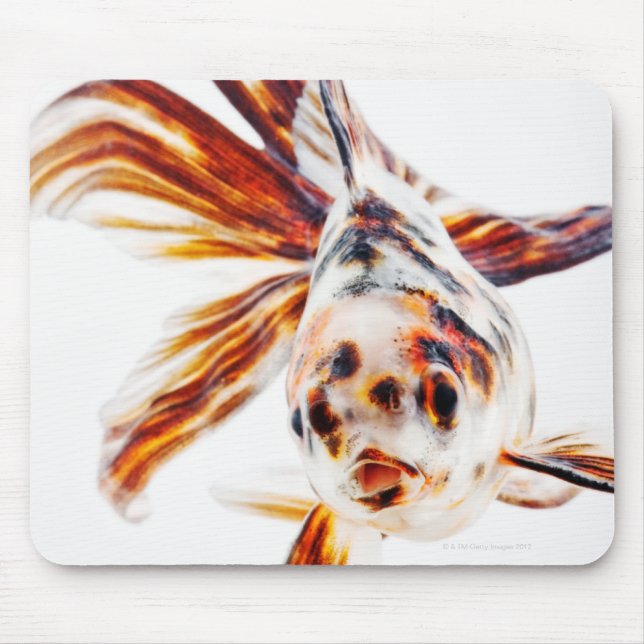 Calico Fantail Comet goldfish (Carassius) Mousepad (Vorne)