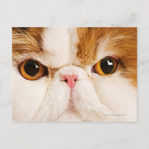 Calico Harlequin Persian Postkarte