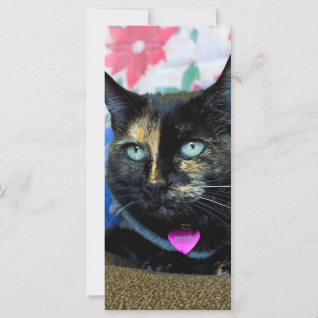 Calico III (Vorderseite)