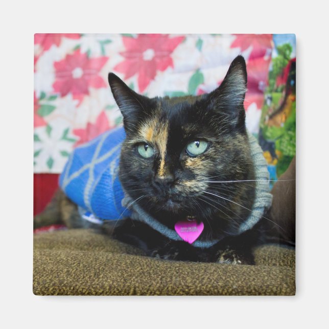 Calico III Magnet (Vorne)