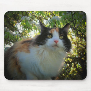 Calico in Blooming Apple Tree Mousepad