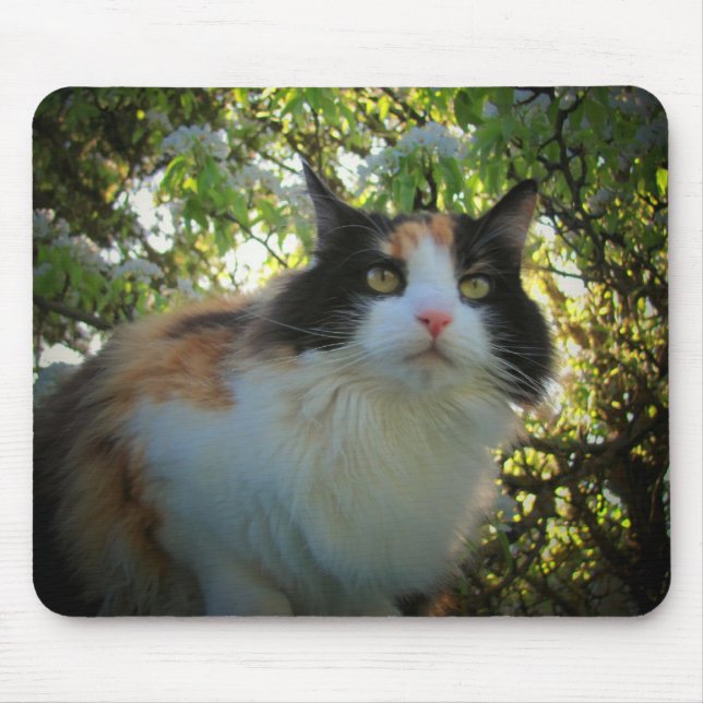 Calico in Blooming Apple Tree Mousepad (Vorne)