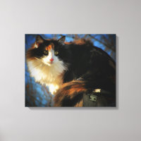 Calico Kat im Wind