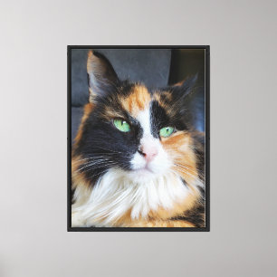 Calico-Katze Grüne Augen Porträt Langhaar Leinwanddruck
