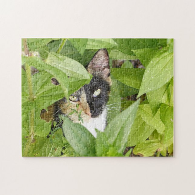 Calico Katze in den Zinnien (Horizontal)