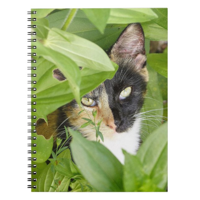 Calico Katze in den Zinnien Notizblock (Vorderseite)