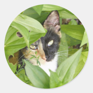 Calico Katze in den Zinnien Runder Aufkleber