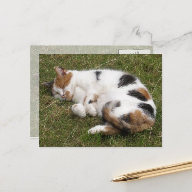 Calico Katze liegt auf dem Gras Postkarte (Vorderseite/Rückseite Beispiel)