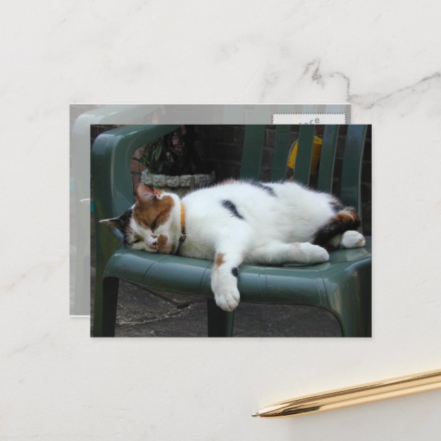 Calico Katze liegt auf einem Stuhl Postkarte (Vorderseite/Rückseite Beispiel)