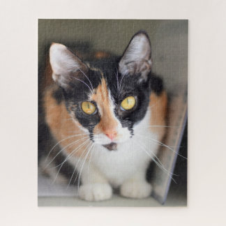 Calico Katze mit gelben Augen