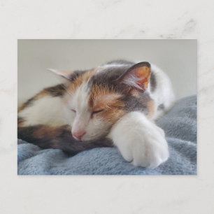 Calico-Katze Postkarte