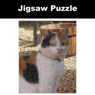 Calico Katze sitzt im Garten