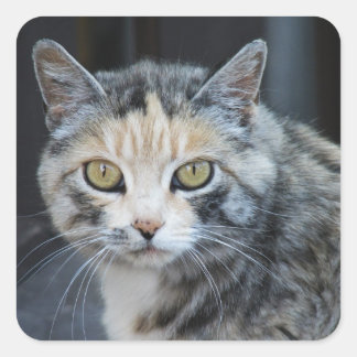 Calico-Katzen-Aufkleber Quadratischer Aufkleber