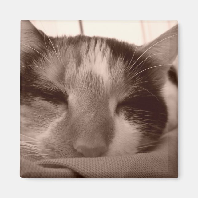 Calico-Katzenmagnet Magnet (Vorne)