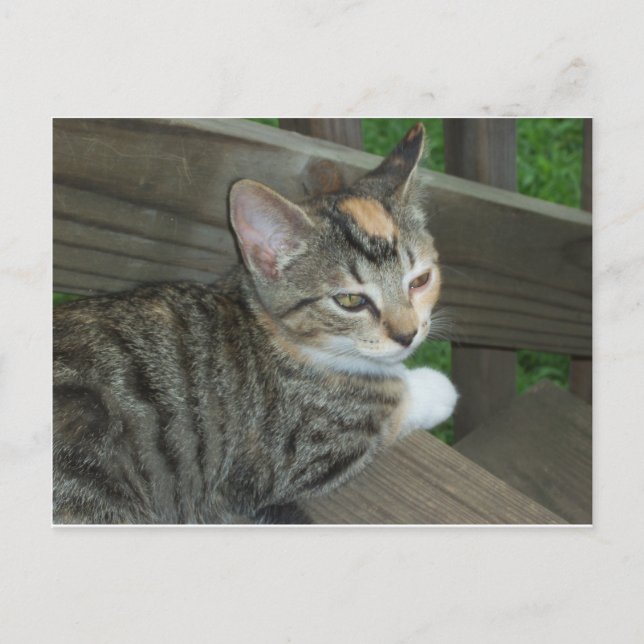 Calico Kitten, 1 Postkarte (Vorderseite)