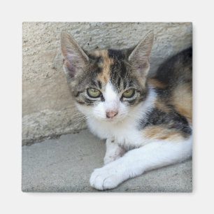 Calico Kitten Magnet