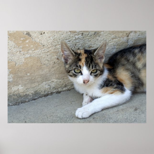Calico Kitten Poster (Vorne)