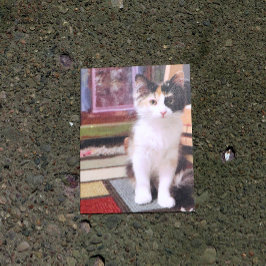 Calico Kitten Postkarte