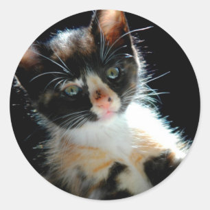 Calico Kitten Sticker