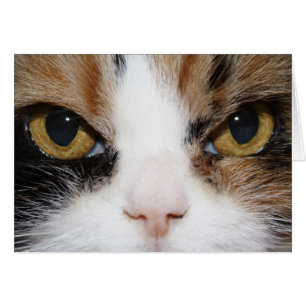 Calico Kitty