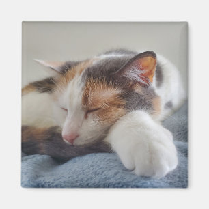 Calico Magnet