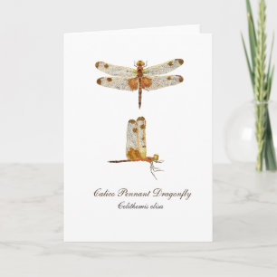 Calico Pennant Dragonfly Grußkarte Karte