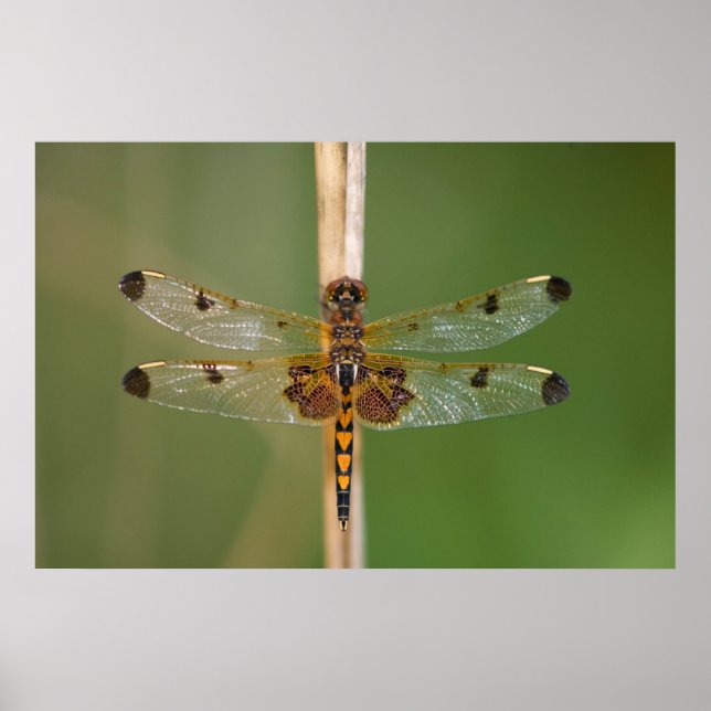 Calico Pennant Poster (Vorne)