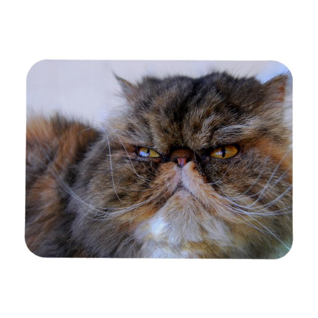 Calico Persian Cat Premium Magnet (Horizontal)