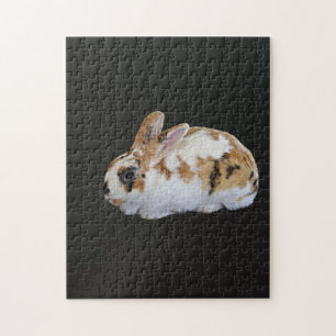 Calico Rabbit